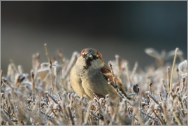 <p>VRABEC DOMÁCÍ (Passer domesticus) /House sparrow - Haussperling/</p>
